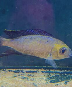 cyathopharynx furcifer halembe
