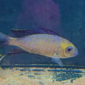 cyathopharynx furcifer halembe