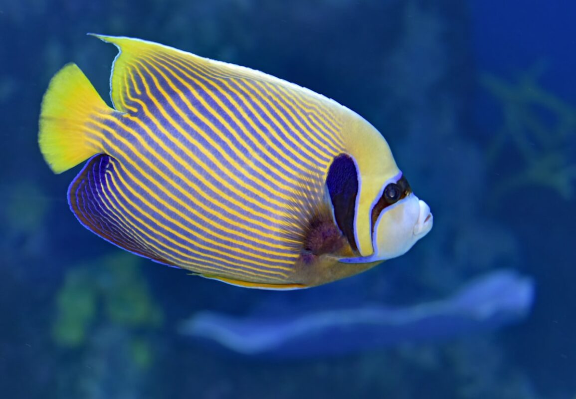 Angelfish swimming in aquarium