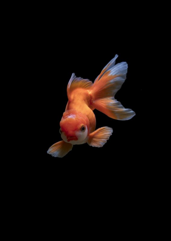 Colorful tropical fish swimming in a home aquarium