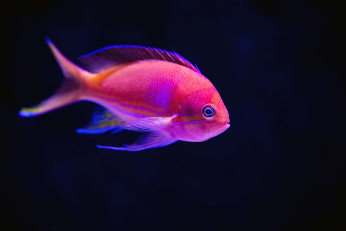 Aquarium fish tank close up