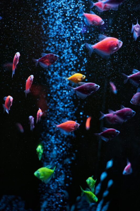 Planted freshwater aquarium with fish