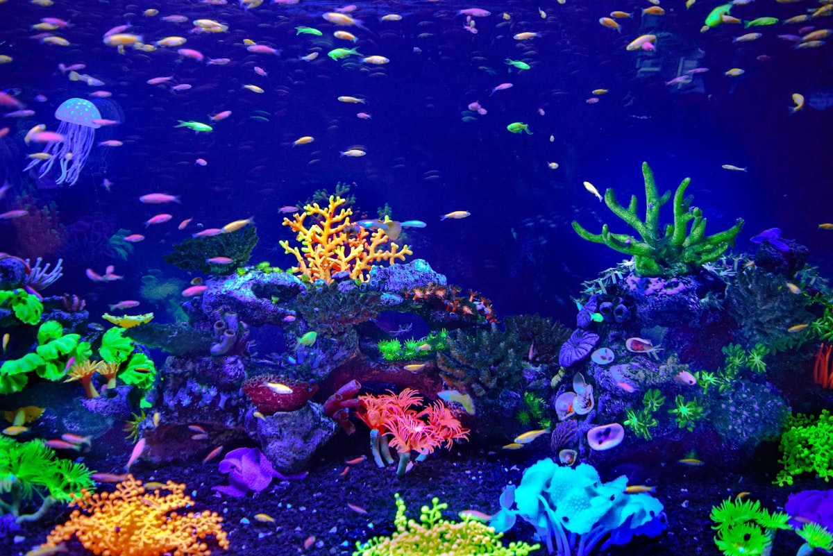 Aquarium equipment and fish tank setup