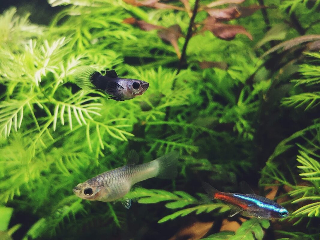 Aquascaped nature aquarium
