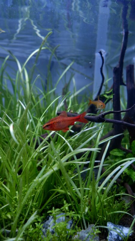 Aquascape layout with driftwood