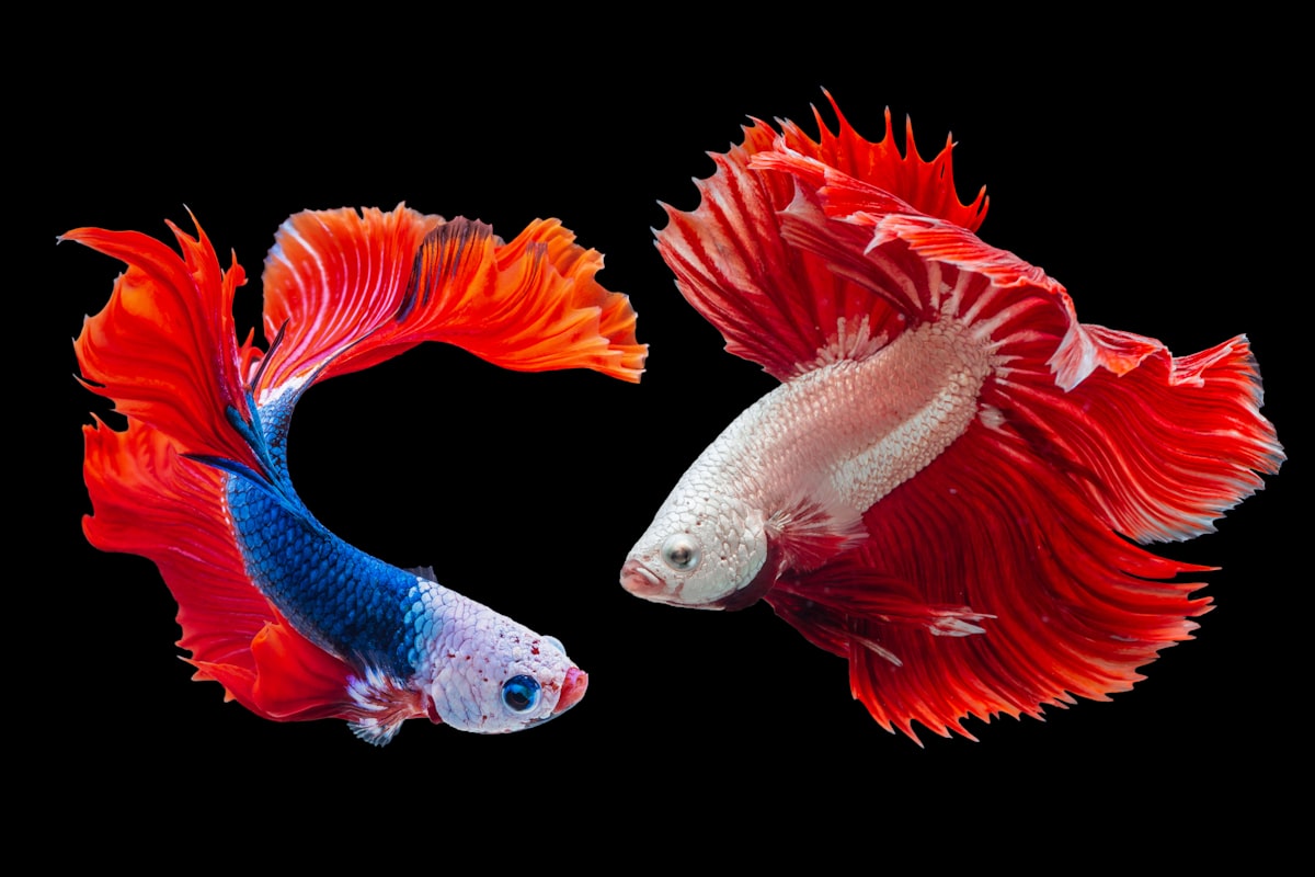 Betta fish flaring fins in aquarium