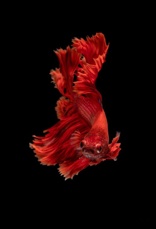 Colorful betta fish swimming