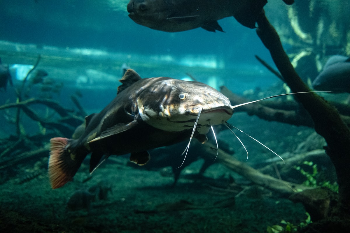 Catfish in aquarium
