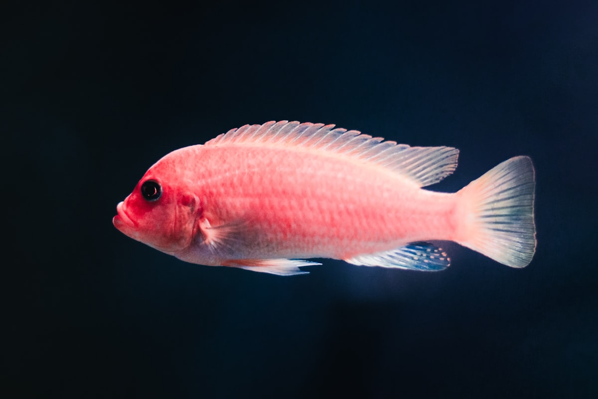 African cichlid swimming in aquarium