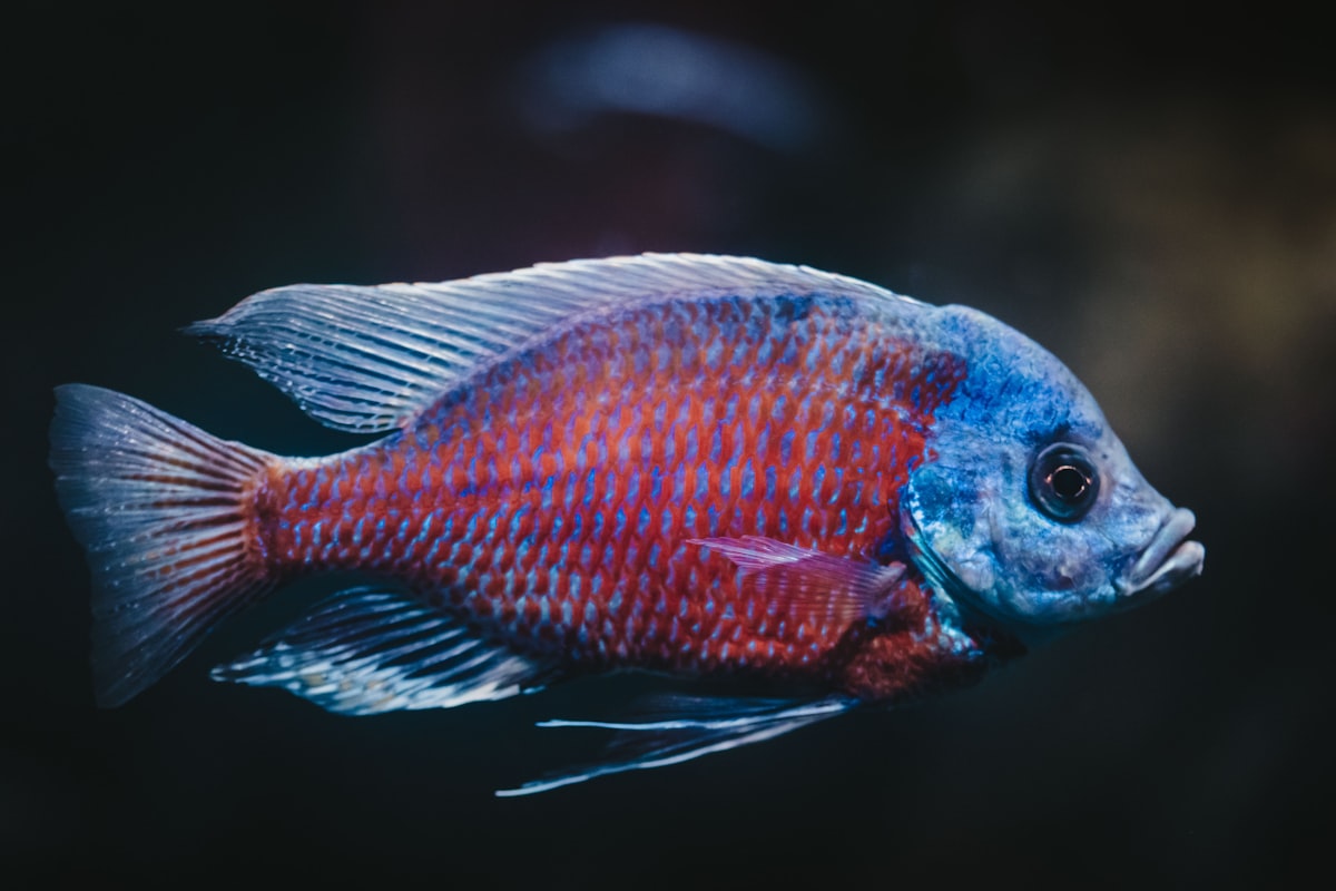 Cichlid fish in tank