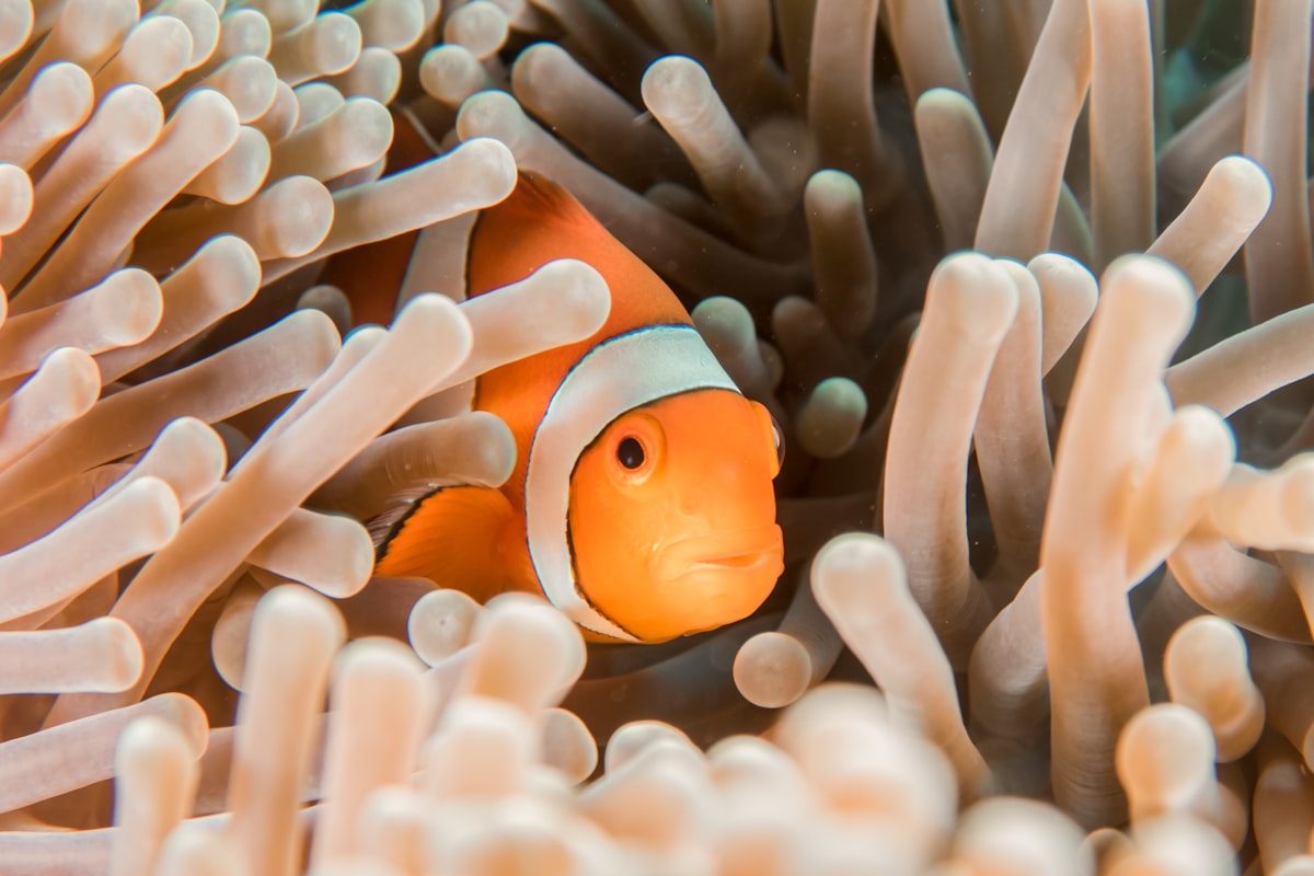 Clownfish swimming in anemone in reef tank