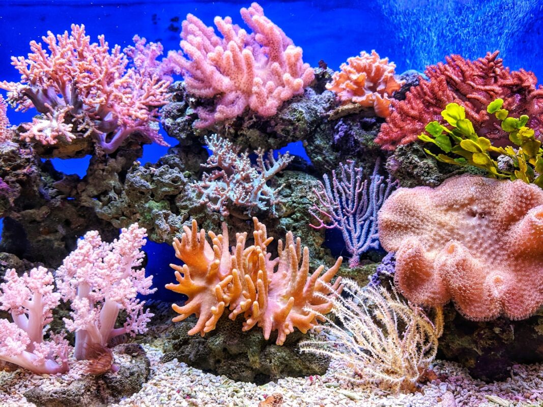 Colorful coral reef underwater