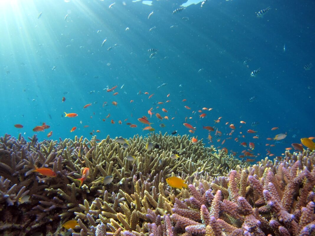 Coral reef tank with corals