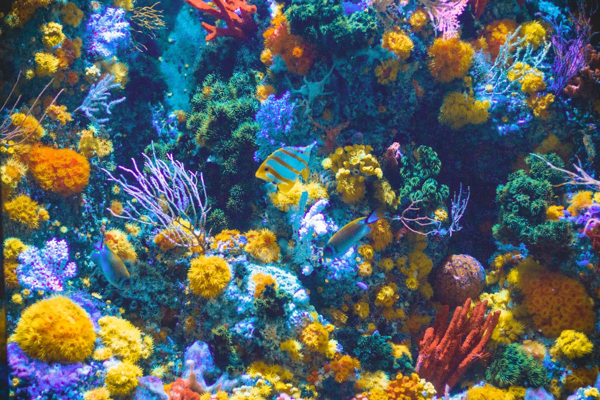 Reef aquarium with coral formations
