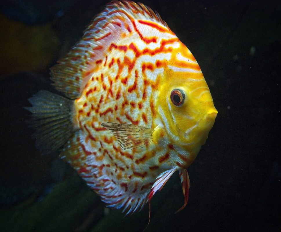 Discus fish swimming in aquarium