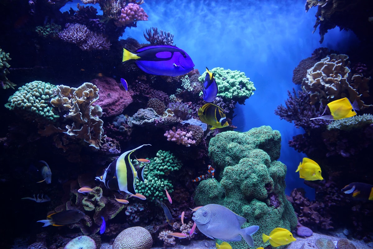 Aquarium filter equipment setup