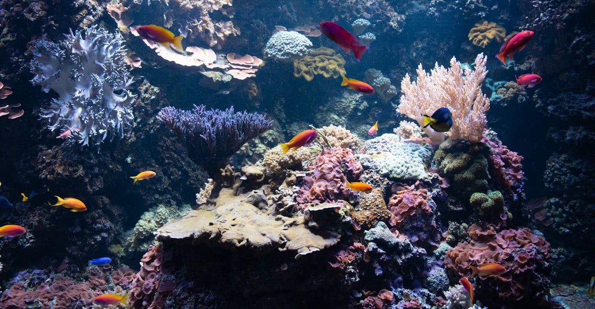 Aquarium heater and equipment
