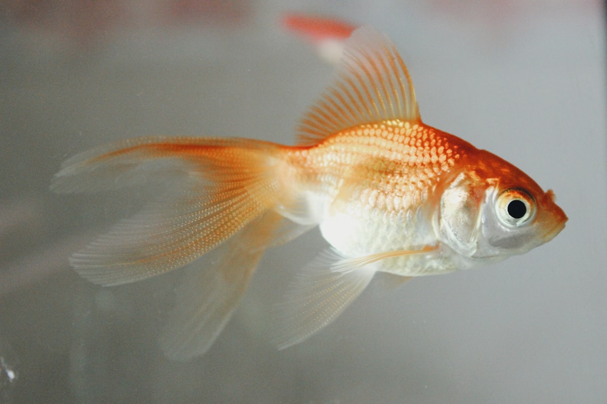Goldfish swimming in tank