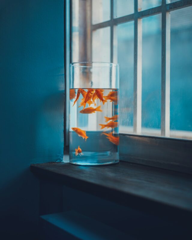 Fancy goldfish in aquarium