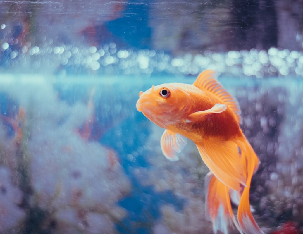 Orange goldfish close up