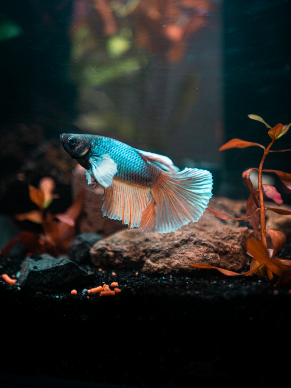 Colorful guppy fish swimming