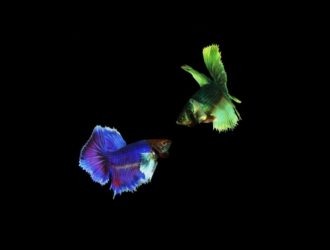 Guppy fish in planted tank