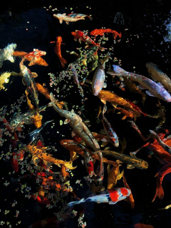 Koi fish swimming in pond