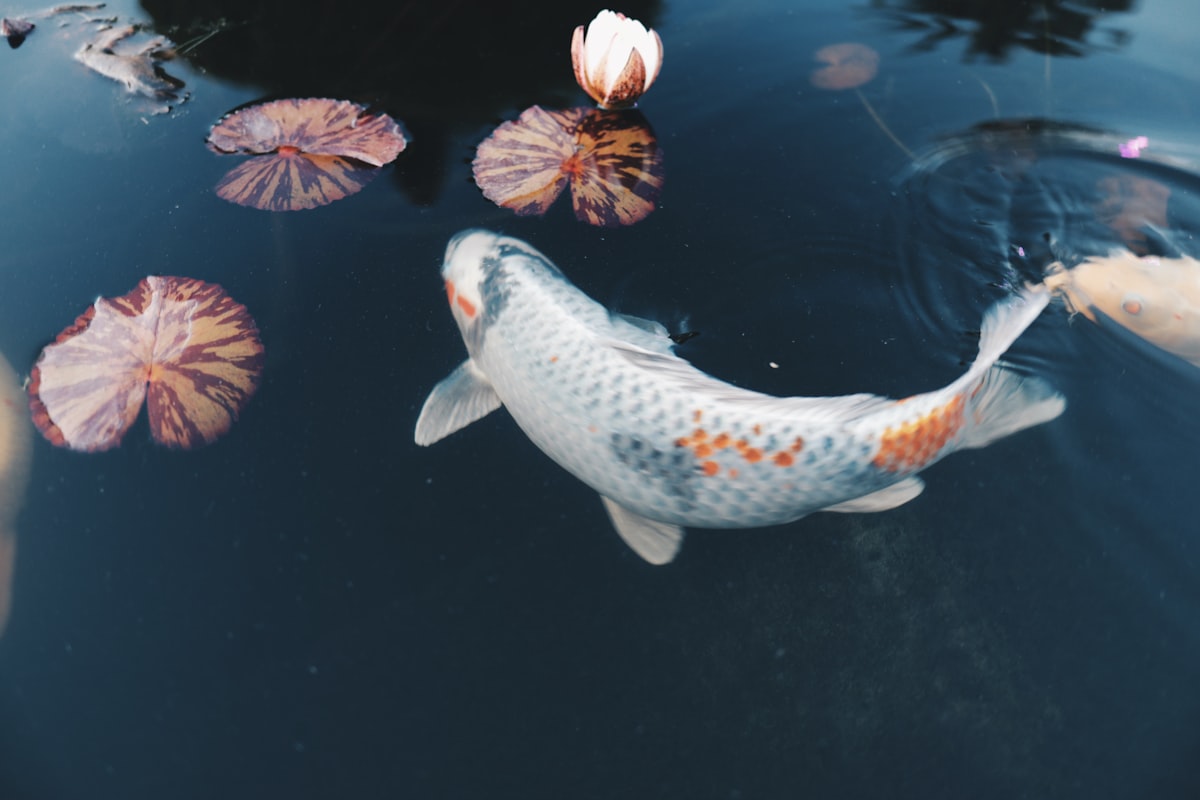 Colorful koi pond