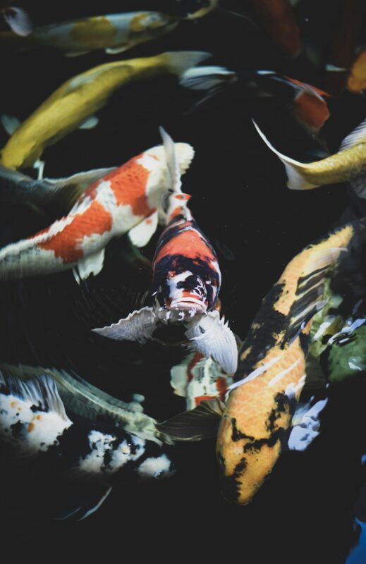 Koi fish close up in pond water