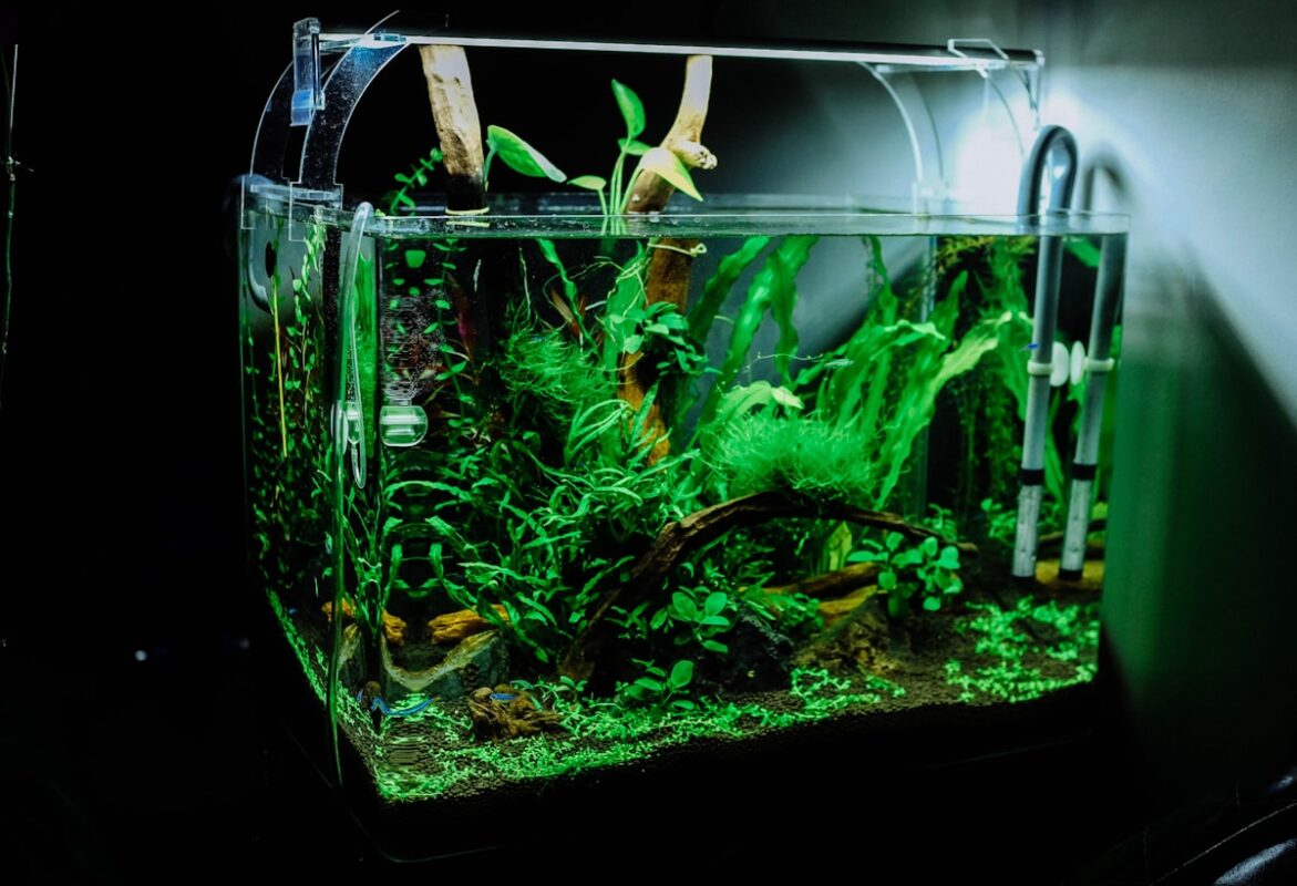 Planted freshwater aquarium aquascape