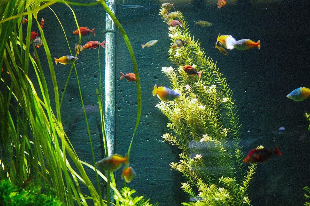 Lush aquarium plants layout