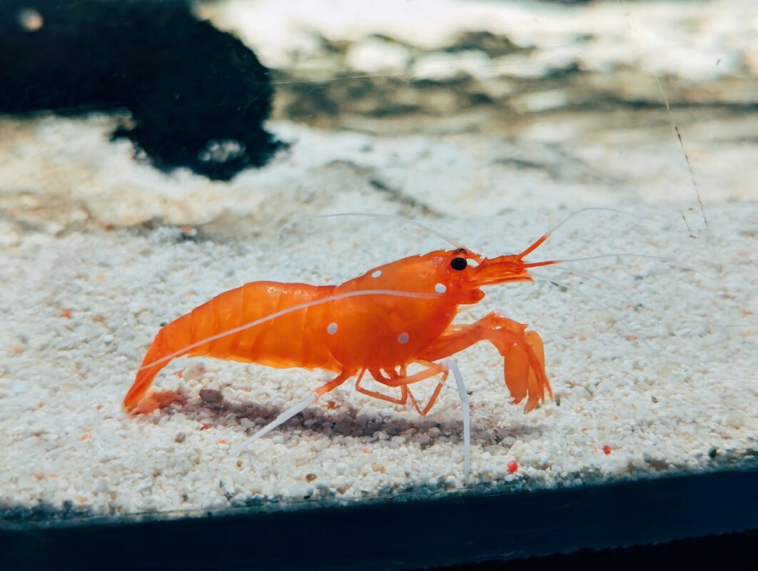 Aquarium shrimp on plants