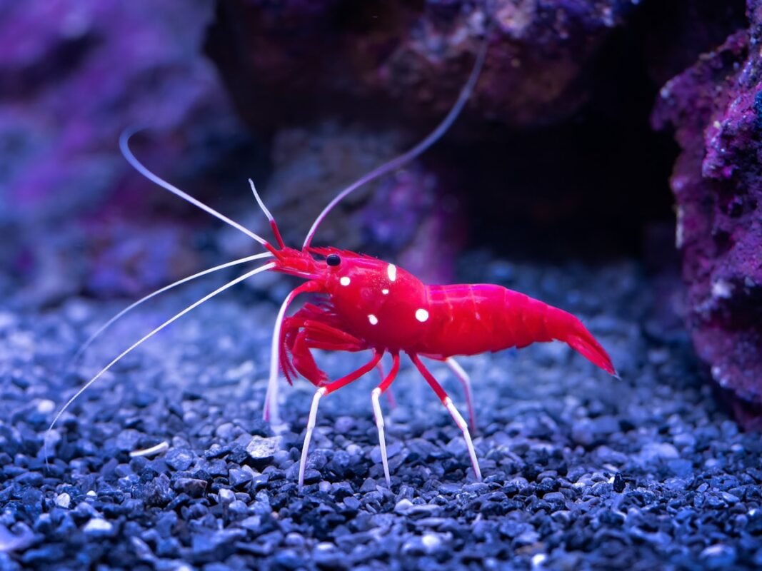 Cherry shrimp in planted aquarium