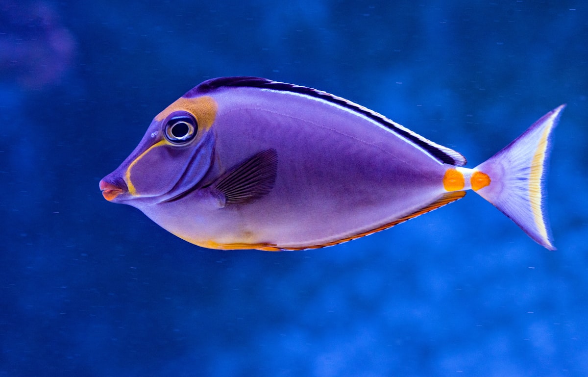 Blue tang fish in reef tank