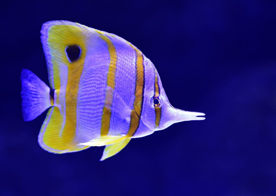 Tropical fish tank community
