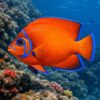 Buy Clarion Angelfish (Holacanthus clarionensis) for sale