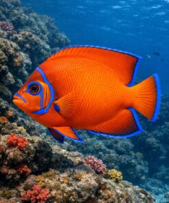 Buy Clarion Angelfish (Holacanthus clarionensis) for sale