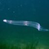 European Glass EEL for sale
