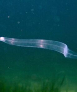 European Glass EEL for sale