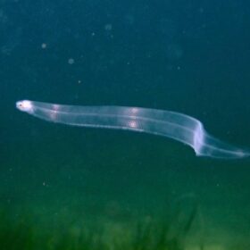 European Glass EEL for sale