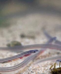 European Glass EEL for sale